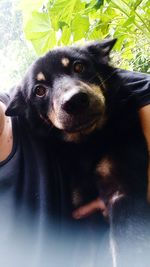 Close-up portrait of black dog