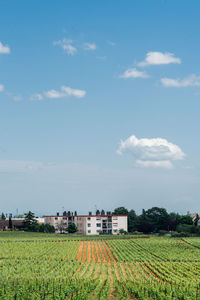 Scenic view of agricultural field against sky