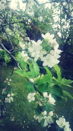 Close-up of white flowers blooming in park