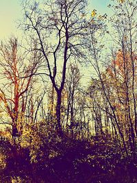 Bare trees against sky