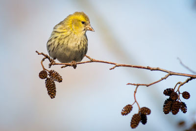 Close-up of bird perching on branch against sky