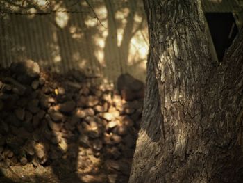 Close-up of tree trunk