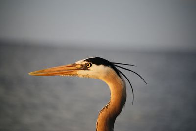 Close-up of a bird