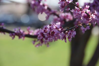 Close-up of pink flowers on branch