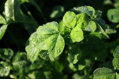 Close-up of wet plant leaves