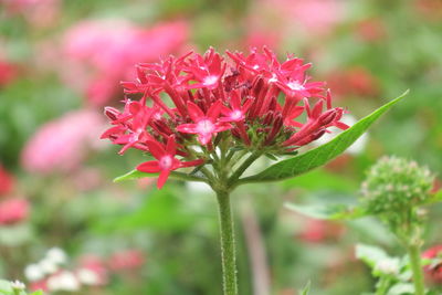 Close-up of pink flowering plant