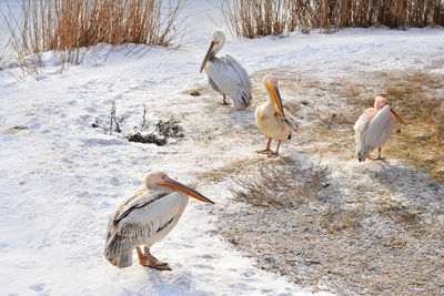 Birds perching on snow during winter