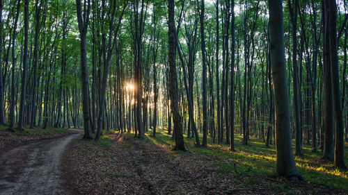 Trees growing in forest