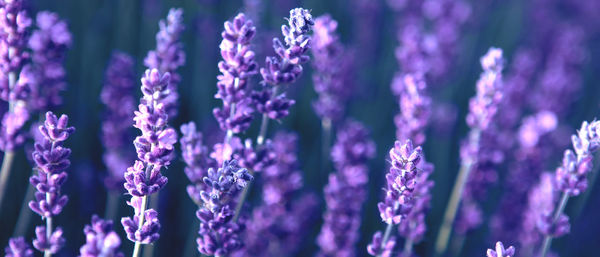 Banner with lavender flower field at sunset rays