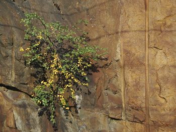 Close-up of plants against trees