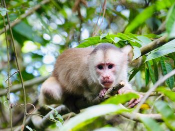 Portrait of monkey sitting on tree