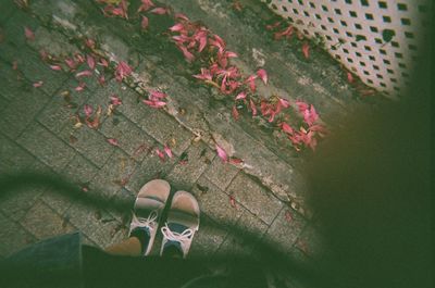 High angle view of shoes on plant