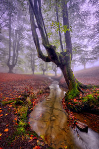 Trees growing in forest during autumn