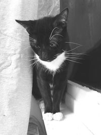 Portrait of black cat sitting on floor