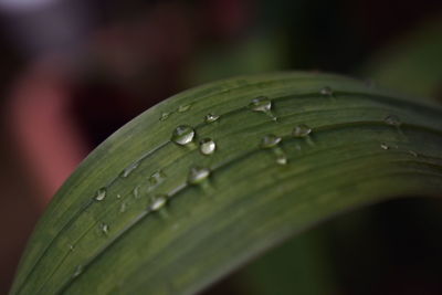 Close-up of raindrops on green leaves