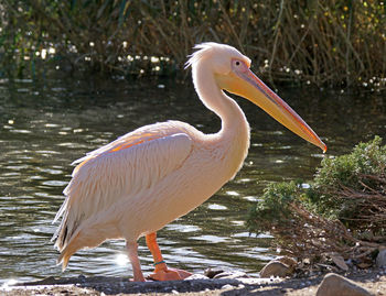 Close-up of gray heron perching on riverbank