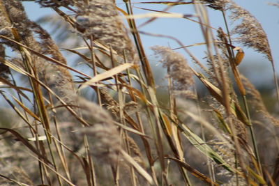 Close-up of stalks in field against sky