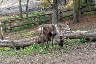 Deer standing in a forest