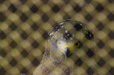 Close-up of bird in cage