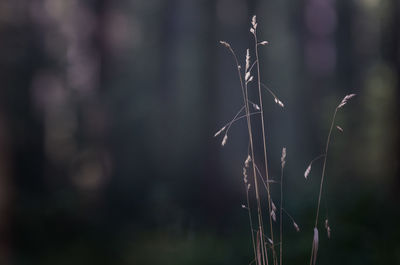 Close-up of plant