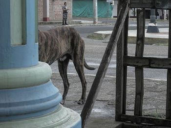 Close-up of dog