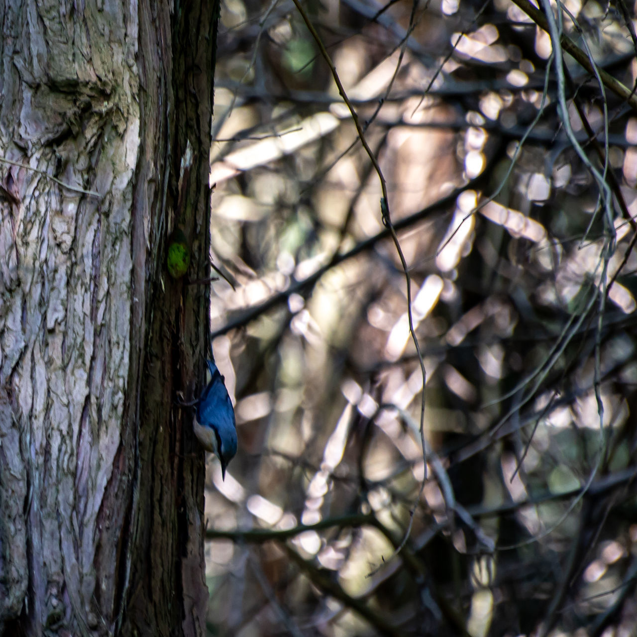 BIRD PERCHING ON TREE