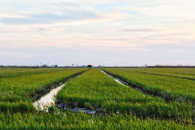 Scenic view of agricultural field against sky