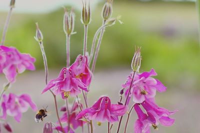Close-up of pink flowers