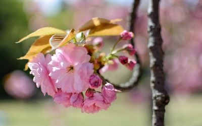 Close-up of pink cherry blossom on tree