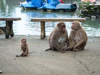 Monkey sitting in water