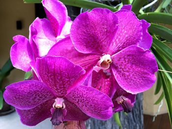 Close-up of pink orchid flowers