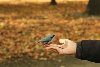 Midsection of bird perching on hand