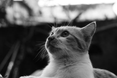 Close-up of a cat looking away