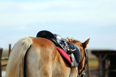 View of horse against the sky