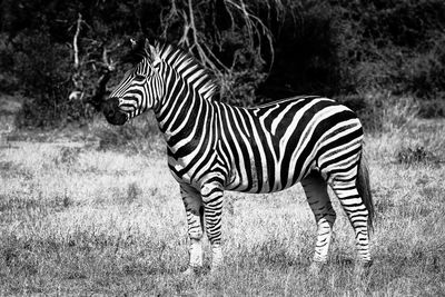 Side view of zebra standing on field