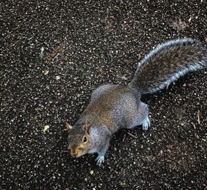 High angle view of squirrel