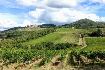 Scenic view of agricultural field against sky