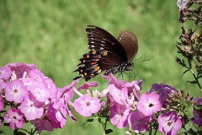 Butterfly pollinating on pink flower