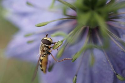 Close-up of insect on leaf