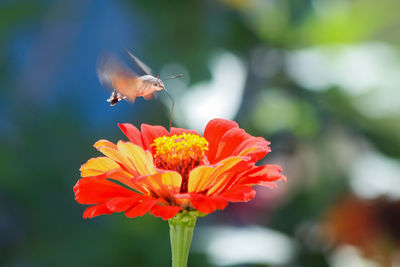 A hummingbird moth hawk collects pollen from a bright red cinnia flower. macroglossum stellatarum