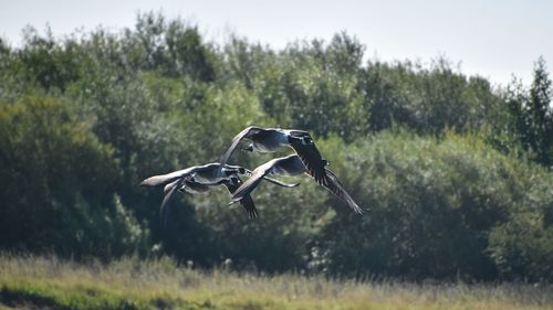 Horse flying over field against sky