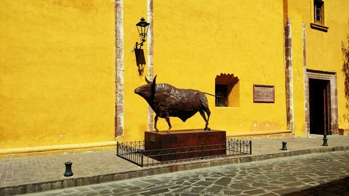 Cat on yellow wall