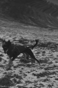 Dog running on a field