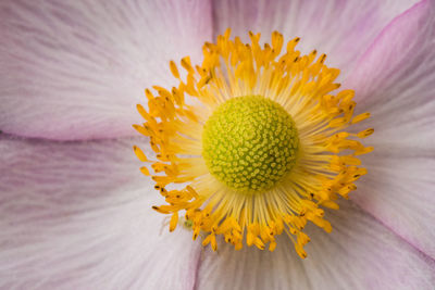 Close-up of yellow flower pollen