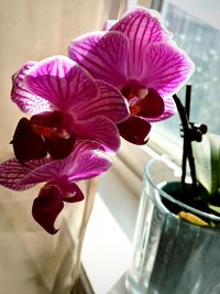 Close-up of flowers in vase