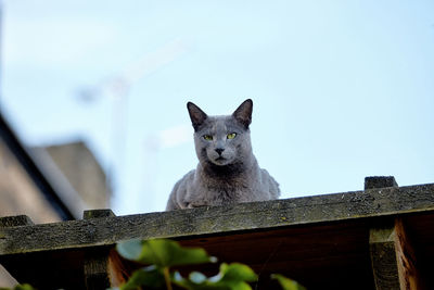 Low angle view portrait of a cat