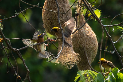 Close-up of bird perching on tree