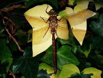 Close-up of insect on plant