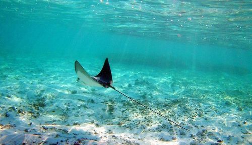 Fish swimming in sea