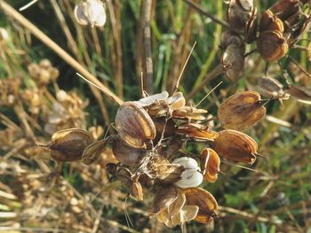 Close-up of plant against blurred background